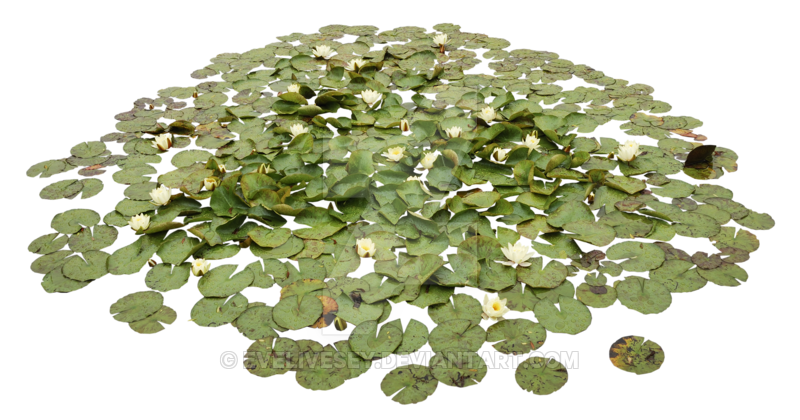 Acuáticas Waterlily Pond Png By Evelivesey - Water Lily, Transparent background PNG HD thumbnail