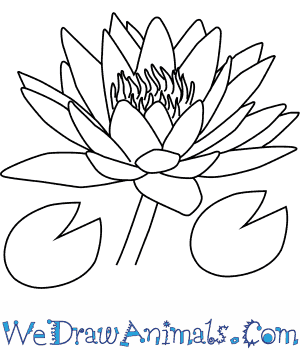 Water Lily Png Black And White Hdpng.com 300 - Water Lily Black And White, Transparent background PNG HD thumbnail