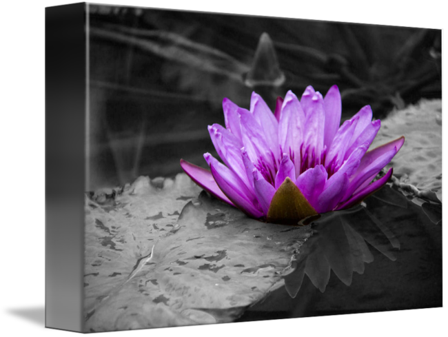 Water Lily Png Black And White Hdpng.com 650 - Water Lily Black And White, Transparent background PNG HD thumbnail