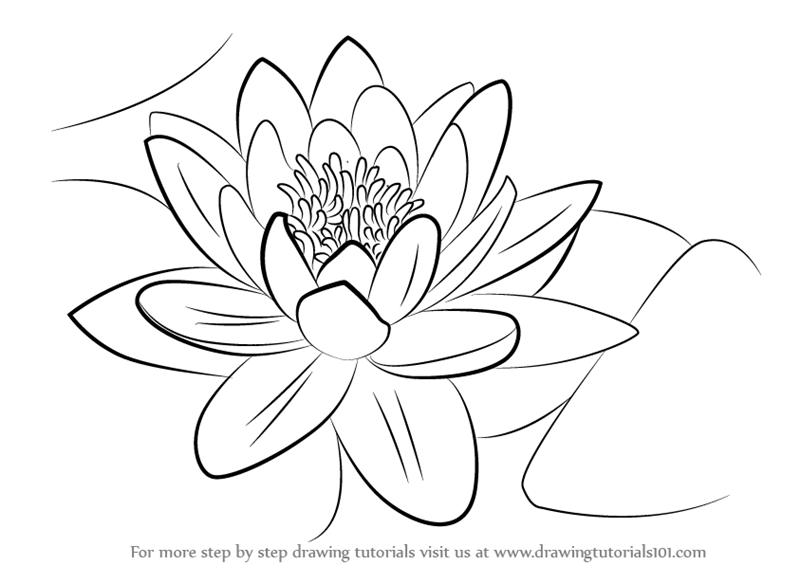 Water Lily Png Black And White Hdpng.com 800 - Water Lily Black And White, Transparent background PNG HD thumbnail