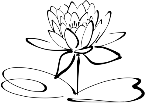 Click To See Printable Version Of Water Lily Coloring Page - Water Lily Black And White, Transparent background PNG HD thumbnail