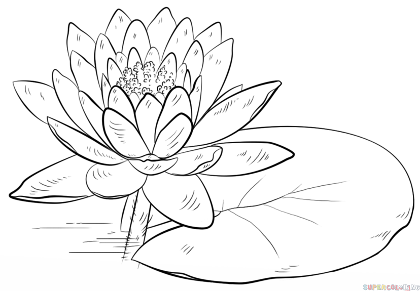 How To Draw A Water Lily And Pad - Water Lily Black And White, Transparent background PNG HD thumbnail