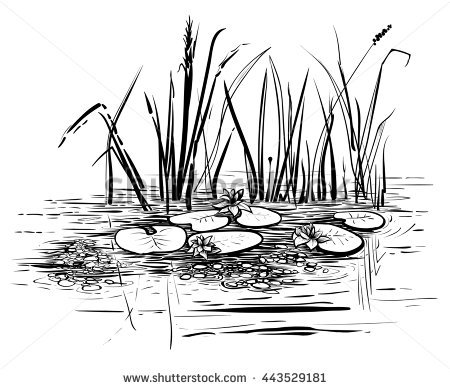 Vector Reeds And Water Lilies. Scene With Lotus In The Pond Illustration. Black And - Water Lily Black And White, Transparent background PNG HD thumbnail