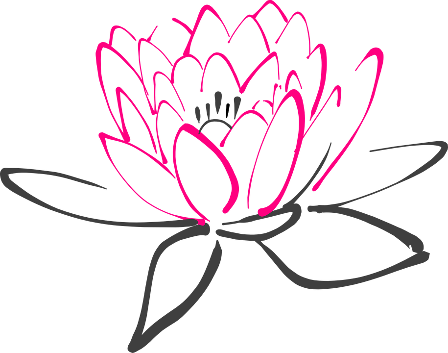 Water Lily, Flower, Pink, Lotus, Lily, Blossom, Bloom - Water Lily Black And White, Transparent background PNG HD thumbnail