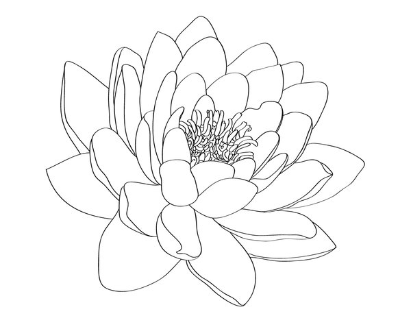 Water Lily Tattoo Designs Creative Water Lily Tattoo Design . Hdpng.com | Hip Tattoo Designs Water Lily | Pinterest | Water Lily Tattoos, Lily Tattoo Design And Hdpng.com  - Water Lily Black And White, Transparent background PNG HD thumbnail