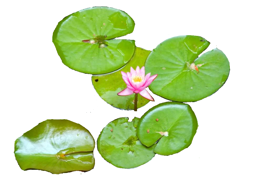 Download Water Lily Png Images Transparent Gallery. Advertisement - Water Lily, Transparent background PNG HD thumbnail
