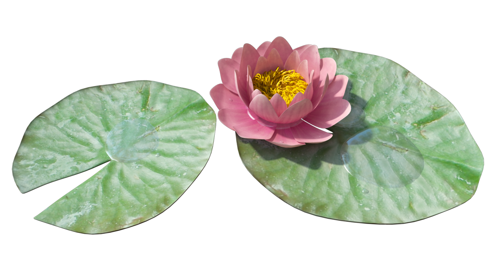 Download Water Lily Png Images Transparent Gallery. Advertisement - Water Lily, Transparent background PNG HD thumbnail