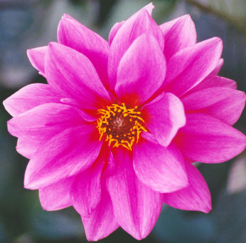 File:water Lily.png - Water Lily, Transparent background PNG HD thumbnail