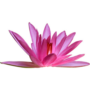 Mbw Chinoiserie Water Lily 1.png - Water Lily, Transparent background PNG HD thumbnail