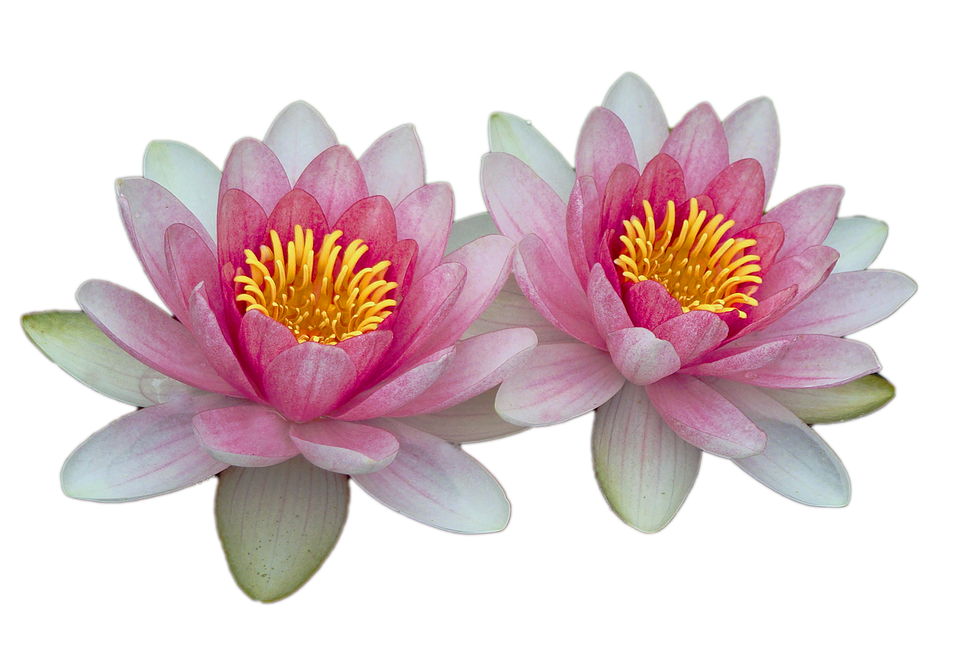Water Lilies, Pink, Pink Water Lily, Aquatic Plant - Water Lily, Transparent background PNG HD thumbnail