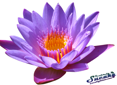 Water Lily Png - Water Lily, Transparent background PNG HD thumbnail