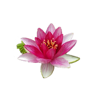 Water Lily Png File Png Image - Water Lily, Transparent background PNG HD thumbnail