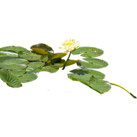 Water Lily Png Hd Png Image - Water Lily, Transparent background PNG HD thumbnail