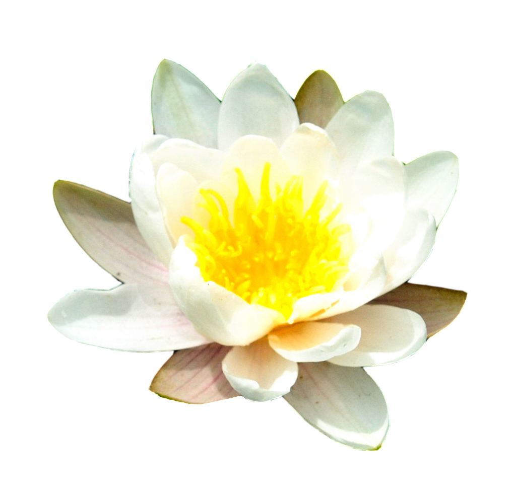 Water Lily Png Transparent Images - Water Lily, Transparent background PNG HD thumbnail