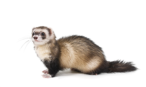 Facts About Weasels | Weasel Facts | Havahart® - Weasel, Transparent background PNG HD thumbnail
