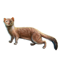 File:huge Item Stoatally Weasel 01.png - Weasel, Transparent background PNG HD thumbnail