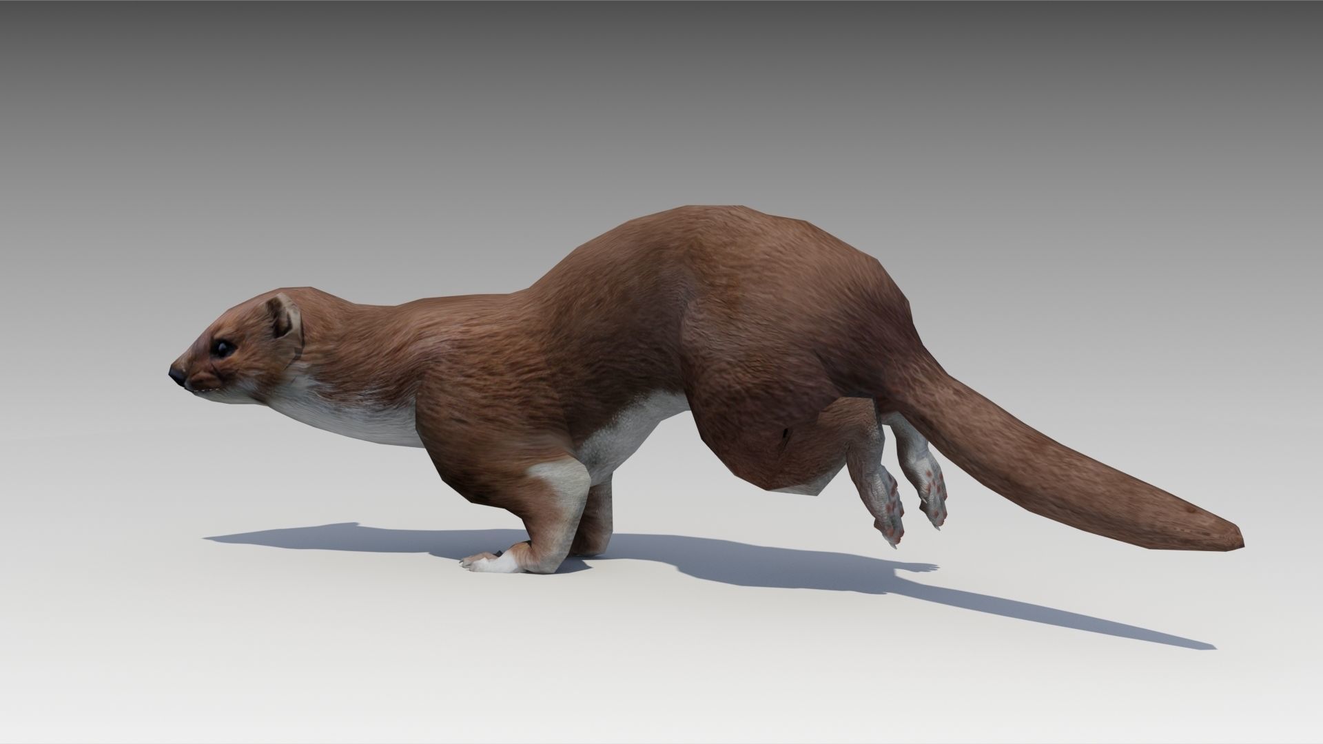 . Hdpng.com Weasel 3D Model Low Poly Rigged Animated Max 5 Hdpng.com  - Weasel, Transparent background PNG HD thumbnail