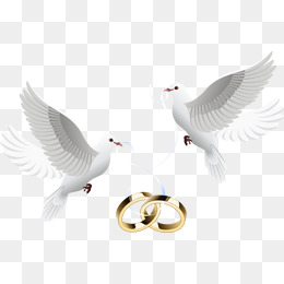 Wedding Dove Png Hd - Dove Inlay Ring, Ring, Pigeon, Feige Png Image, Transparent background PNG HD thumbnail