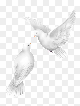 Wedding Dove Png Hd - Peace Dove, Peace Dove, Pigeon, Pigeons Png Image, Transparent background PNG HD thumbnail