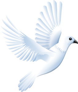 Wedding Dove Png Hd - White Dove Clipart, Transparent background PNG HD thumbnail