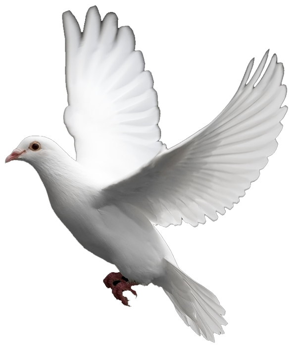 Wedding Dove Png Hd - White Dove Images: The Symbol Of Peace, Transparent background PNG HD thumbnail