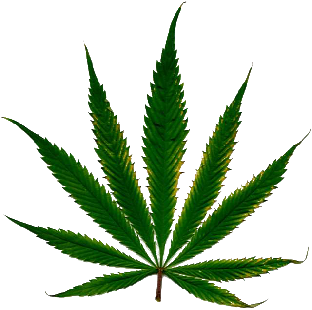 Cannabis Leaf Png Hd - Weed, Transparent background PNG HD thumbnail