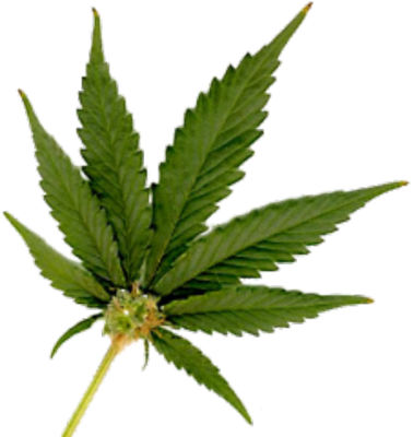 Marijuana leaf vector