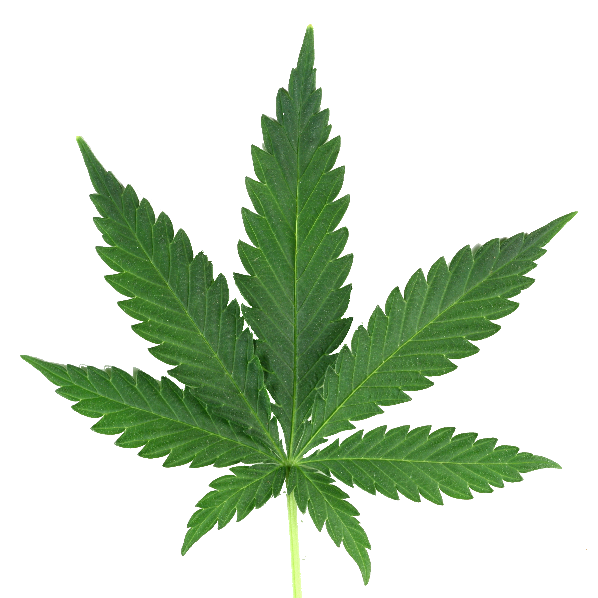 Marijuanaleaf - Weed, Transparent background PNG HD thumbnail