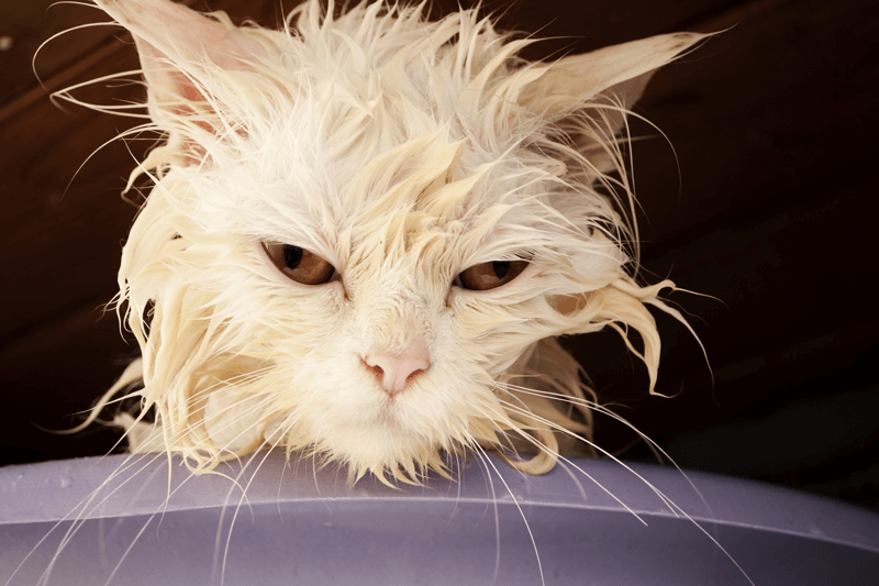 1 Internet Cat - Wet Cat, Transparent background PNG HD thumbnail