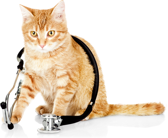 Cats Suffering Cystitis And Blockages - Wet Cat, Transparent background PNG HD thumbnail