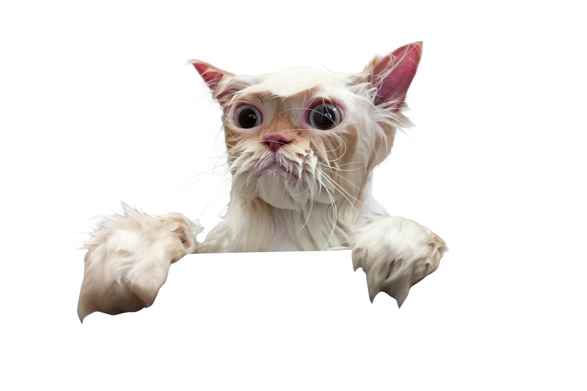 Cutout - Wet Cat, Transparent background PNG HD thumbnail