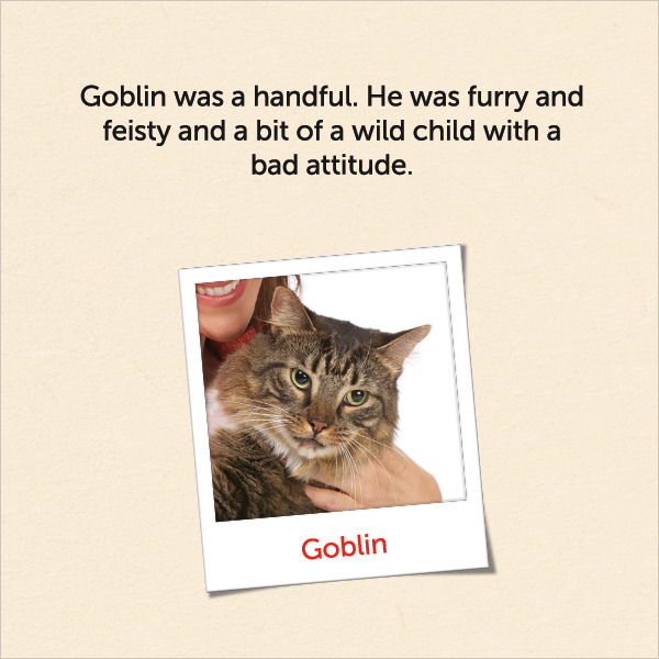 Goblin Was A Handful. He Was Furry And Feisty And A Bit Of A Wild - Wet Cat, Transparent background PNG HD thumbnail