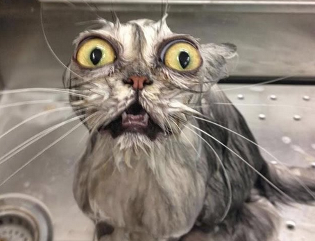Laugh At These Wet Cats! | Warped Speed - Wet Cat, Transparent background PNG HD thumbnail