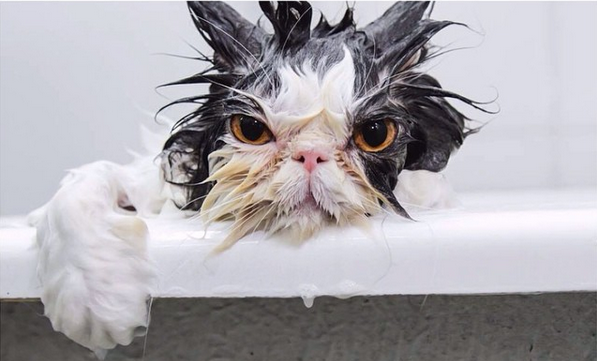 Like Us On Facebook - Wet Cat, Transparent background PNG HD thumbnail