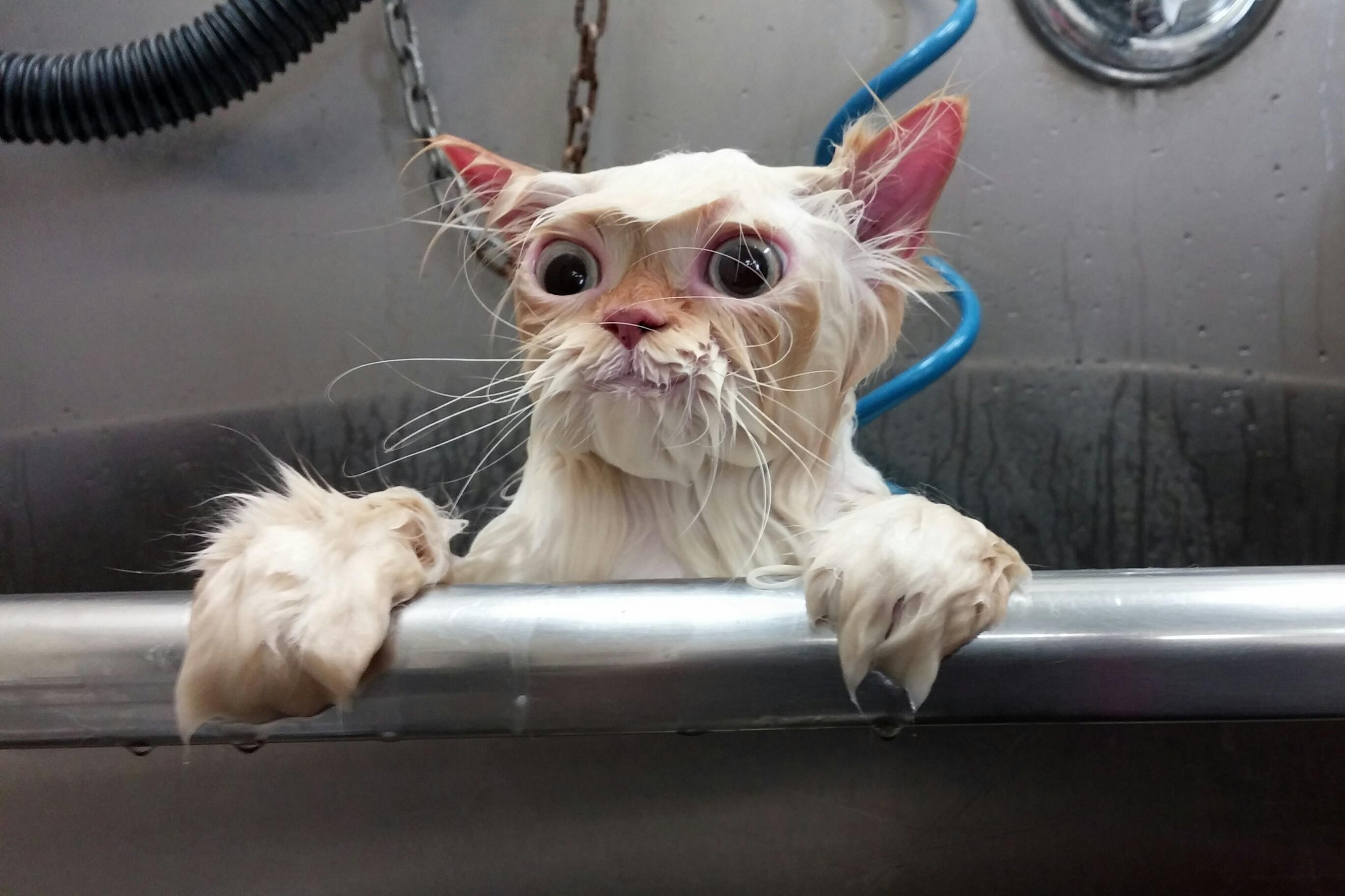 Luv Bathtime! - Wet Cat, Transparent background PNG HD thumbnail