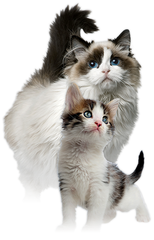 Nutri Source Cat And Kitten Dry Foods - Wet Cat, Transparent background PNG HD thumbnail