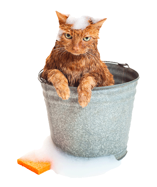. Hdpng.com Solar Trak Is Engineered With A Water Resistant And Reinforced Acrylic Coating, So You Can Be Sure It Will Endure Even The Craziest Of Pet Habits. - Wet Cat, Transparent background PNG HD thumbnail