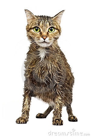 Wet Cat Clipart - Wet Cat, Transparent background PNG HD thumbnail