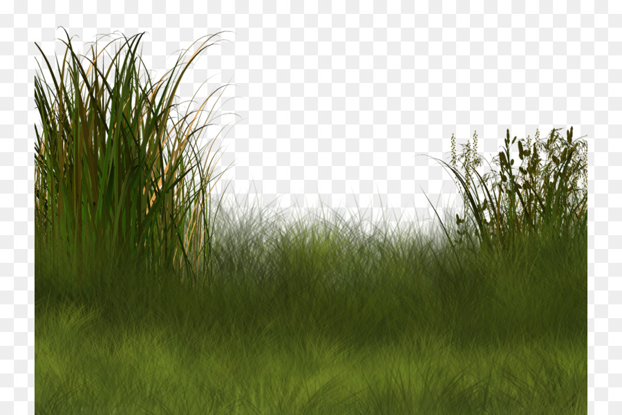 Dense grass wetland plants, D