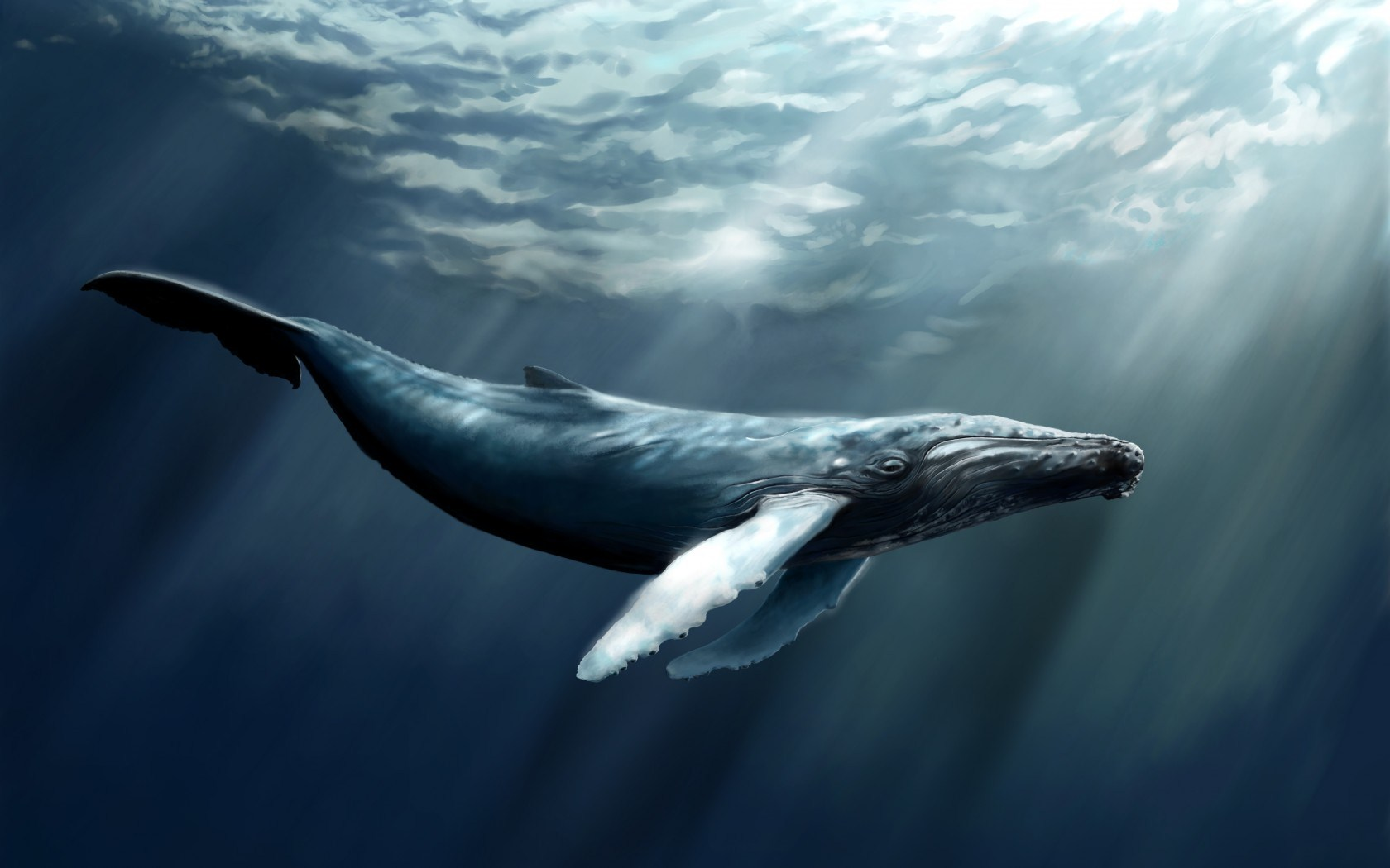 4640B14.png - Whale, Transparent background PNG HD thumbnail