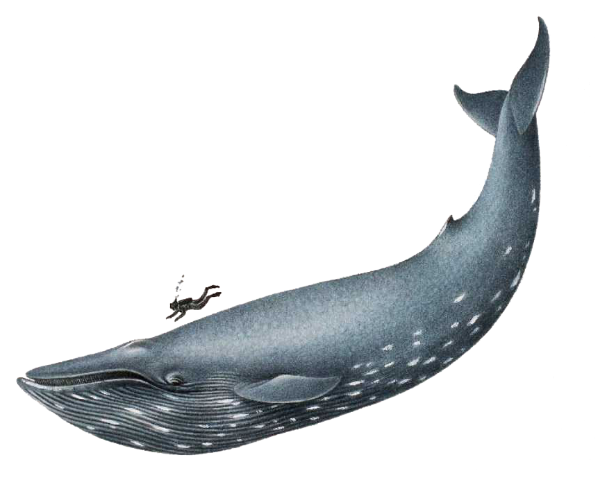 Blue Whale Png File - Whale, Transparent background PNG HD thumbnail