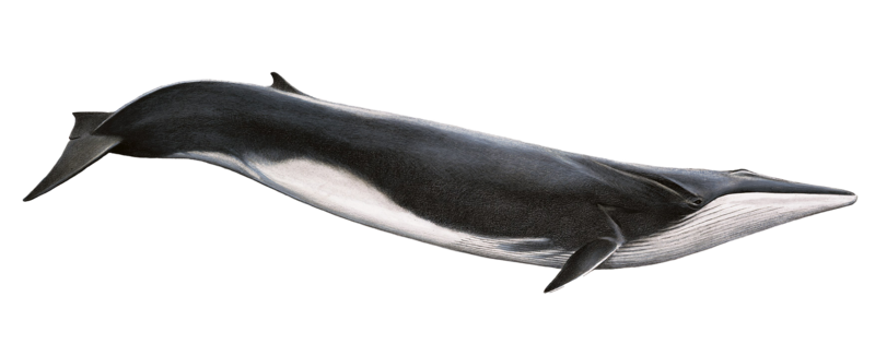 Blue Whale PNG Pic