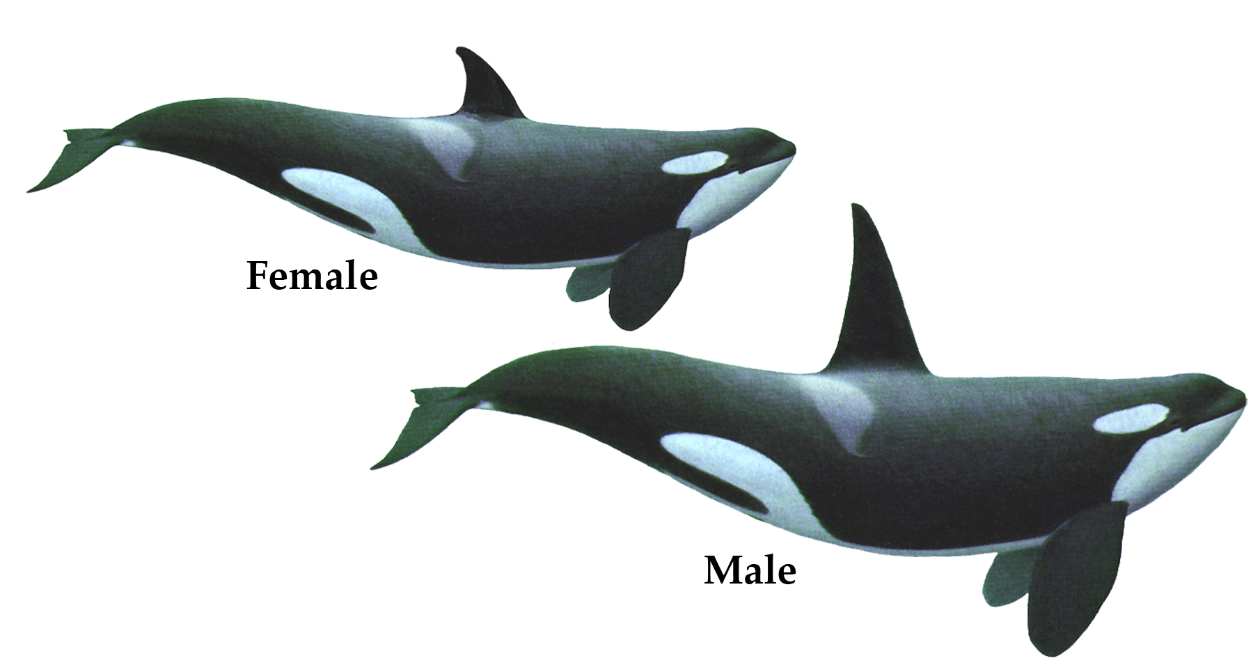 Clip Arts Related To : Killer Whale Png Hd - Whale, Transparent background PNG HD thumbnail