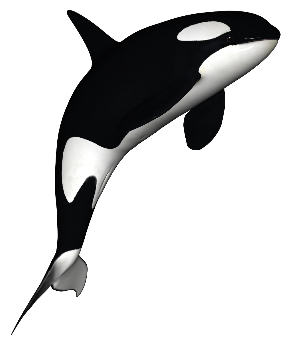 Blue Whale PNG Pic