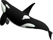 Whale Png | Inspire | Tht | Banner | Animal | Pinterest | Killer Whales And Animal - Whale, Transparent background PNG HD thumbnail