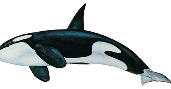 Whale Png Hdpng.com 600 - Whale, Transparent background PNG HD thumbnail