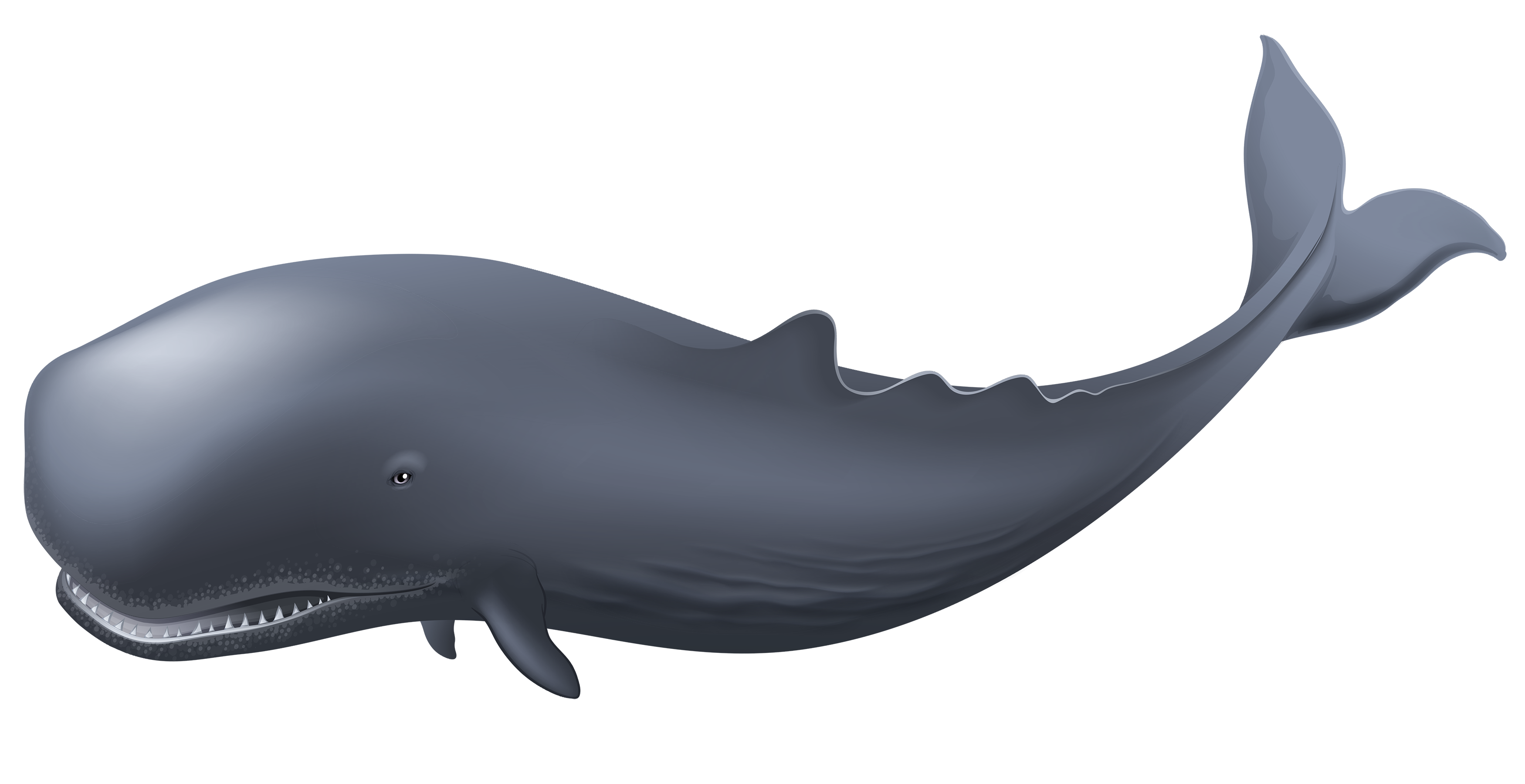Blue Whale Png Clipart - Whale, Transparent background PNG HD thumbnail