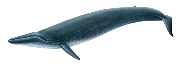Blue Whale PNG Clipart