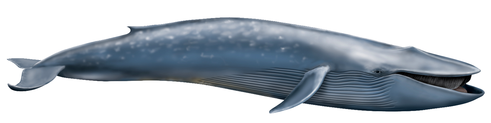 Blue Whale Png Transparent - Whale, Transparent background PNG HD thumbnail