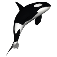 Killer Whale Download Png Png Image - Whale, Transparent background PNG HD thumbnail
